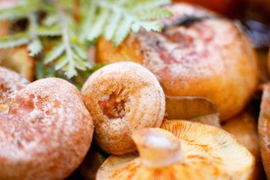 Taze zencefilli mantar pişirmeye hazır. Yakın çekim, seçici odak