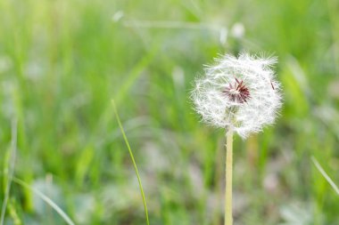 Beyaz hindiba şapkası Güneşli günü kapatır
