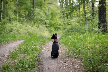 Basenji köpek sıcak bir yaz gününde ormanda bir parça üzerinde oturur