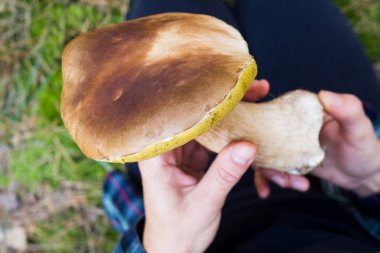 güneşli bir sonbahar ormanında kadın elinde büyük yenilebilir mantar. Kavram: başarılı bir bulmak