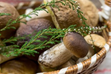 organik orman mantarve fundalık bir sprig bir sepet yalan