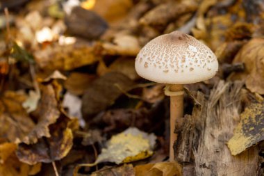 güzel düz başlı mantar sarı yaprakların arka planda sonbahar ormanında yetişir