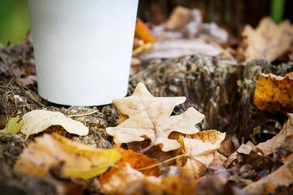Un bicchiere di carta bianca si trova su un vecchio ceppo nella foresta autunnale. In primo piano una foglia secca di quercia autunnale — Foto Stock