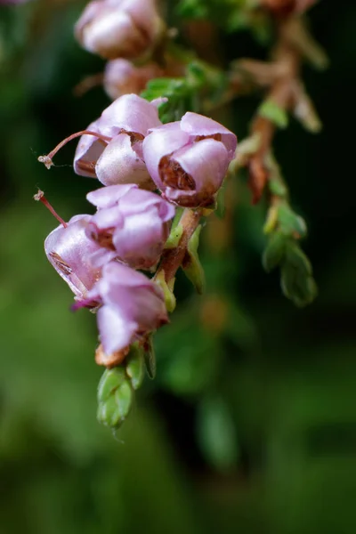 Τα λουλούδια της Χέδερ βρίσκονται στα φύλλα του λίμονμπερι και της φτέρης. Κοντινό, μαλακή εστίαση. — Φωτογραφία Αρχείου