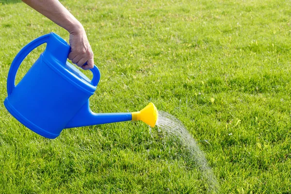 Watering a green lawn from a blue watering can on a sunny summer morning — Stock Photo, Image