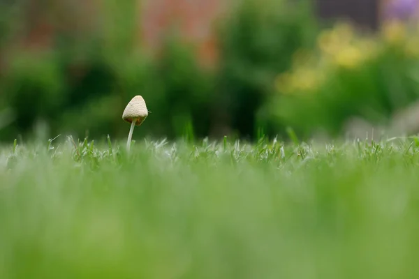 Маленький гриб вырос на зеленой лужайке. Концепция: вопреки всем ожиданиям . — стоковое фото