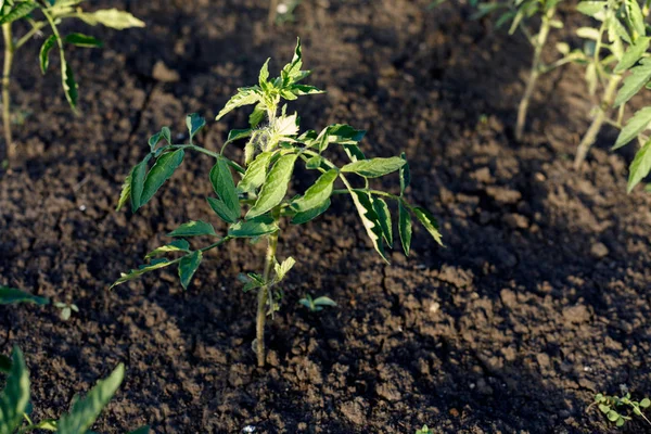 Young organic tomato seedlings grow in the ground — ストック写真