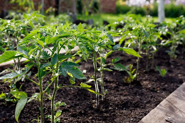 Les jeunes plants de tomates biologiques poussent dans le sol — Photo