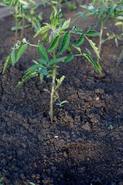 Young organic tomato seedlings grow in the ground — ストック写真