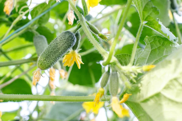 キュウリの茎は黄色い花、小さな果物、緑豊かな葉、巻き毛の腱. — ストック写真