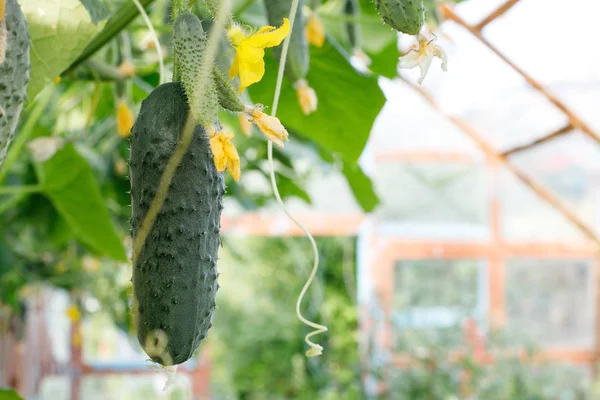 Gurkenstämme mit Früchten unterschiedlicher Reife, verblassende gelbe Blüten, üppiges Laub, lockige Ranken wachsen im Gewächshaus. Nahaufnahme mit Platz für Text. — Stockfoto