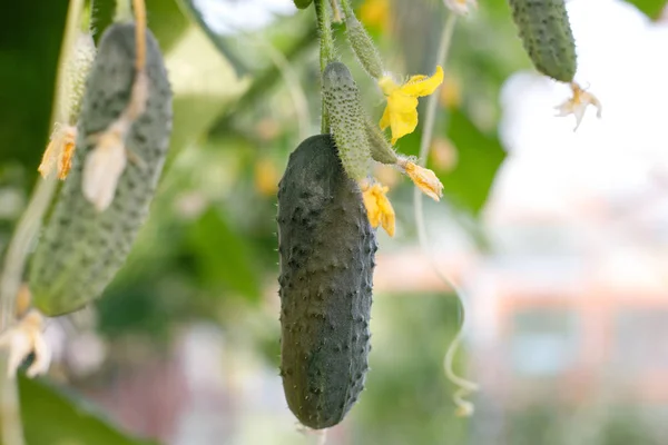 Gurken wachsen im Gewächshaus. Gurkenstämme mit Früchten unterschiedlicher Reife, verblassende gelbe Blüten, üppiges Laub, lockige Ranken. Nahaufnahme mit Platz für Text. — Stockfoto