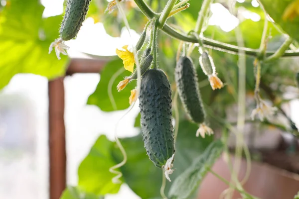 Gurken wachsen im Gewächshaus. Gurkenstämme mit Früchten unterschiedlicher Reife, verblassende gelbe Blüten, üppiges Laub, lockige Ranken. — Stockfoto