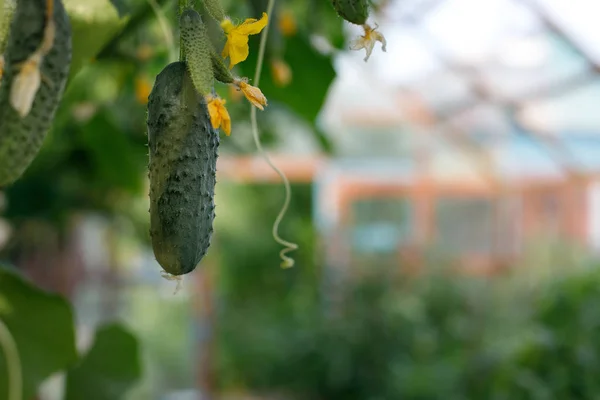 キュウリは温室で育つ。キュウリの茎は、成熟度の異なる果実、色あせた黄色い花、緑豊かな葉、巻き毛の腱. — ストック写真