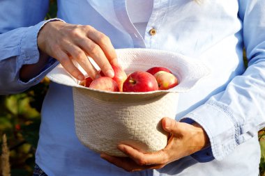 Kadın elinde beyaz şapkalı kırmızı organik elmalar. Sağlıklı beslenme konsepti