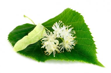 Ihlamur çiçek ile yaprakları üzerinde izole beyaz arka plan.