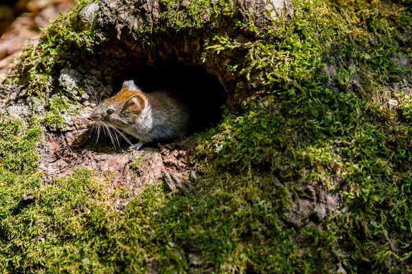 En sork mus myodes skogssorkar i dess naturliga livsmiljö på en solig dag — Stockfoto