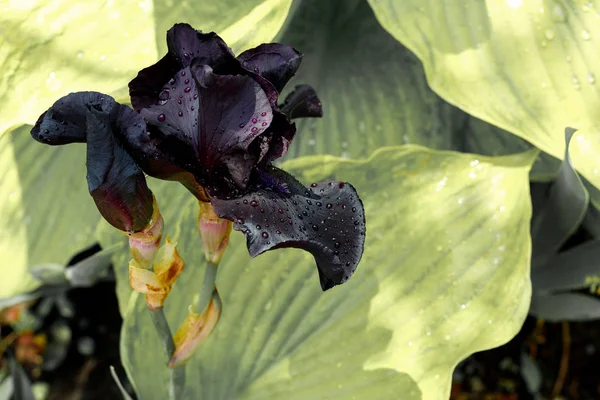 Fleur d'iris violet foncé fleurissant avec des gouttes d'eau après la pluie dans le jardin — Photo