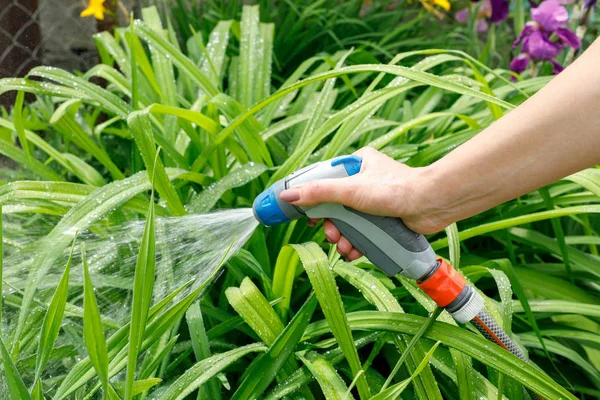 A woman watering shrubs with a watering gun — Stock Photo, Image