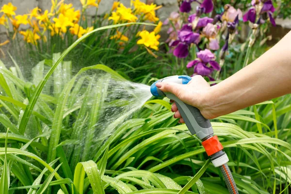 A woman watering shrubs with a watering gun — Stock Photo, Image