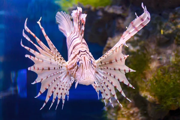 Lionfish rouge Pterois volitans poissons d'aquarium. Poissons prédateurs avec des nageoires en forme de éventail qui contiennent des aiguilles empoisonnées aiguës — Photo