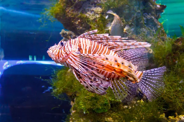 Lionfish rouge Pterois volitans poissons d'aquarium. Poissons prédateurs avec des nageoires en forme de éventail qui contiennent des aiguilles empoisonnées aiguës — Photo