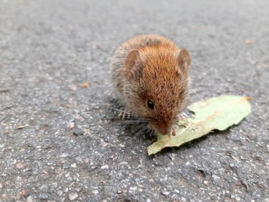 Bir yaprak üzerinde asfalt Nibbles üzerinde oturan bir sevimli alan fare.