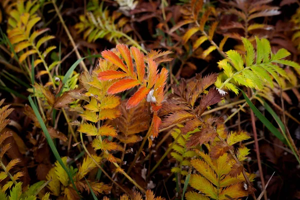 去年秋天,阴天的绿色和橙色植被 — 图库照片