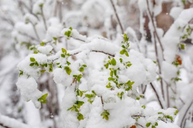 Fresh spring green foliage covered with snow. The branches of the bushes leaned under the weight of sleet. clipart