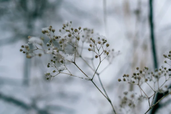 Winternatur. getrocknetes Gras, das an einem düsteren Tag im Wald mit Schnee bedeckt ist. Selektiver Fokus. — Stockfoto