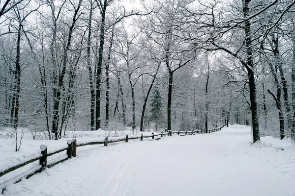 Strada forestale invernale coperta di neve. Recinzione villaggio in legno lungo la strada innevata. Alberi nella neve . — Foto Stock