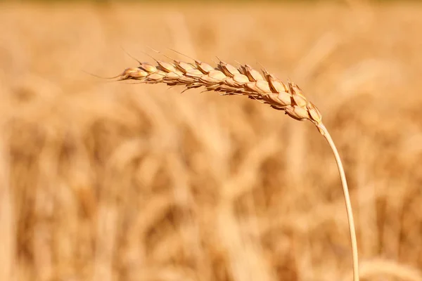Uma orelha dourada madura de centeio dobrado sob o peso dos grãos contra o fundo do campo — Fotografia de Stock
