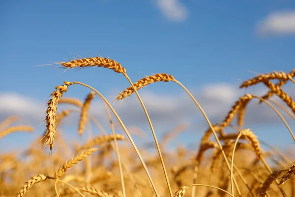 Ripe golden ears of rye bowed under the weight of the grains against the background of the blue-sky — Stock Photo, Image