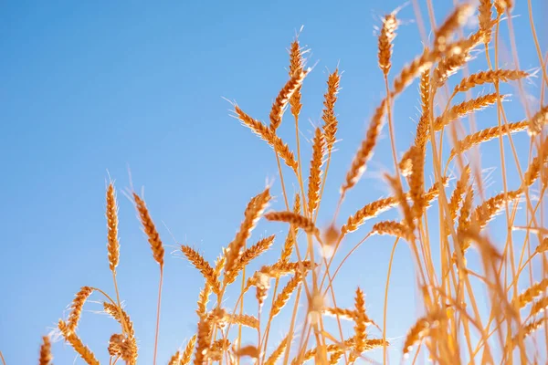 Ripe golden ears of rye bowed under the weight of the grains against the background of the blue-sky — Stock Photo, Image