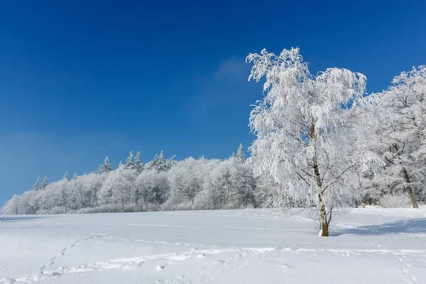 Paesaggio invernale. Un albero in piedi nel bel mezzo di una brina innevata è coperto di gelo in una giornata invernale soleggiata e gelida . — Foto Stock