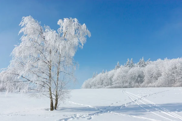 Paesaggio invernale. Un albero in piedi nel bel mezzo di una brina innevata è coperto di gelo in una giornata invernale soleggiata e gelida . — Foto Stock