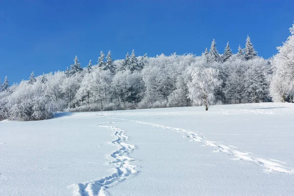 Paesaggio invernale. Impronte su un campo innevato portano ai margini della foresta in una giornata soleggiata invernale gelida . — Foto Stock