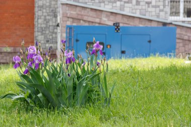 İyi havalarda tıp merkezinin duvarına karşı acil güç kaynağı için bir dizel jeneratör arka planda irises bir çiçek tarh.
