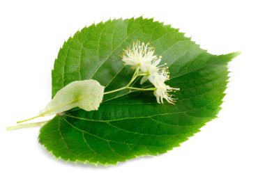 Ihlamur çiçek ile yaprakları üzerinde izole beyaz arka plan.