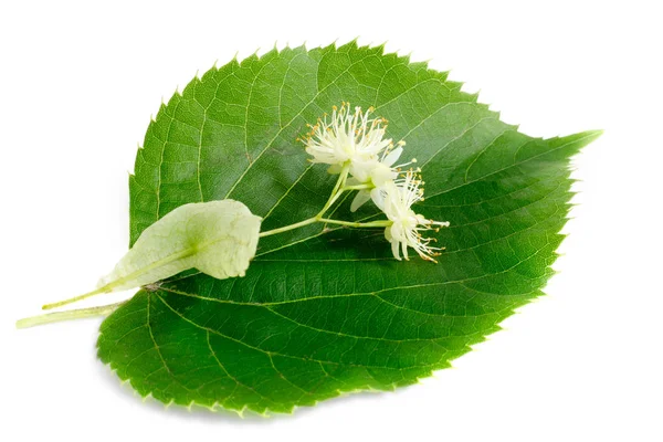 Ihlamur çiçek ile yaprakları üzerinde izole beyaz arka plan.