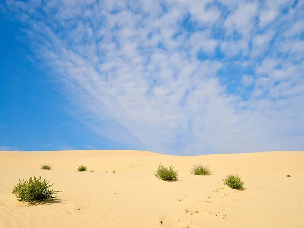 High blue sky with a small cloud over the sand dunes on a sunny summer day. Poor vegetation among the sands. The concept of heat and the impossibility of life. — Stock Photo, Image
