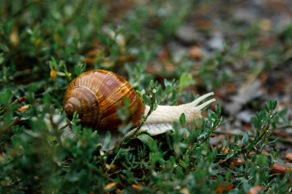 Een levende wijn slak kruipt op gras na regen. Grote gedraaide natte schil, tentakels uitgebreid omhoog. Close-up. — Stockfoto