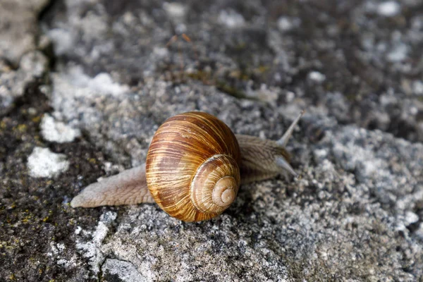 Una chiocciola di vino vivente striscia lentamente sulle pietre. In Spagna, Francia e Italia si mangiano lumache d'uva. Primo piano . — Foto Stock