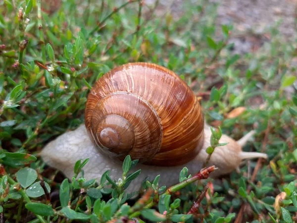 Eine lebende Weinschnecke kriecht nach Regen auf Gras. große verdrehte nasse Schale, Tentakel nach oben gestreckt. — Stockfoto