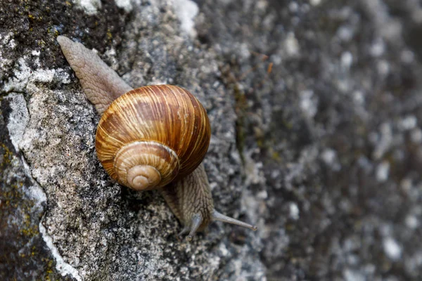 Una chiocciola di vino vivente striscia lentamente sulle pietre. In Spagna, Francia e Italia si mangiano lumache d'uva. Primo piano . — Foto Stock