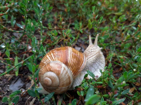 A living wine snail crawls on grass after rain. Large twisted wet shell, tentacles extended upwards. — Stock Photo, Image