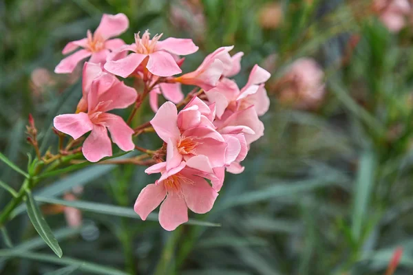 Blommande buske av rosa Oleander. Oleander används ofta i landskapsdesign som prydnadsväxt i regioner med subtropiskt klimat. — Stockfoto