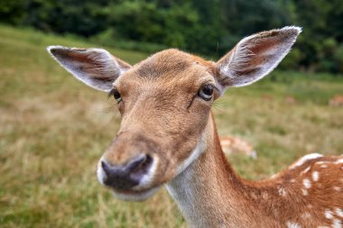 Doğal yaşam alanında yeşil çimenli bir arka plan üzerinde genç geyik. Portre. Yakından kapatın. Özenli endişeli bir görünüm, kulaklar kaldırdı, tehlike bir önsezi.