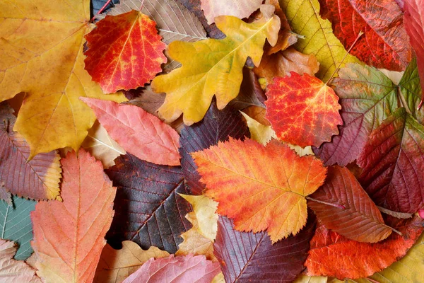 Fondo colorato autunno da foglie di diverse specie di — Foto Stock
