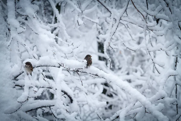 Tree branches caved in under the weight of snow after a snowfall. Two wet sparrows are sitting on branches. The image of beauty in bad weather, frost — Stock Photo, Image